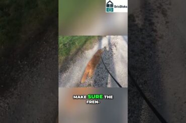 French Food Shopping: Finding Videos on YouTube #shorts