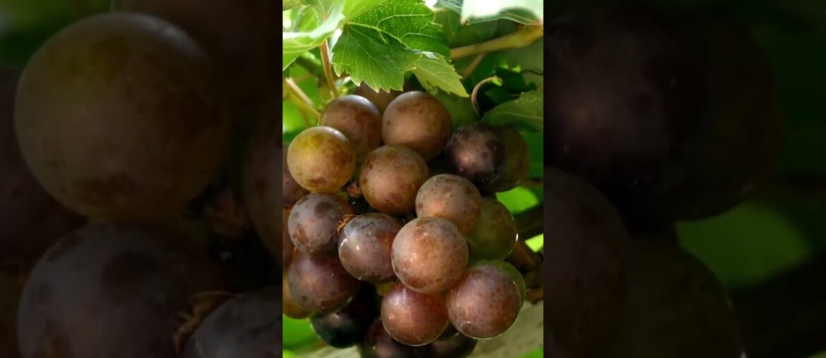 🍇 Unveiling Alsace: The Art & Soul of Terroir in Every Sip 🥂✨ #francetravel #film #travelfrance