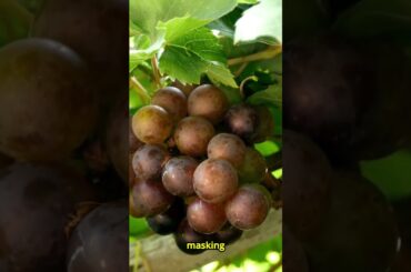 🍇 Unveiling Alsace: The Art & Soul of Terroir in Every Sip 🥂✨ #francetravel #film #travelfrance