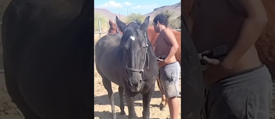 #Homestead #horses #hay #animals