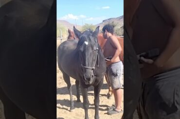 #Homestead #horses #hay #animals