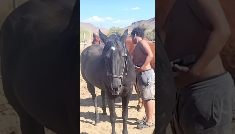 #Homestead #horses #hay #animals