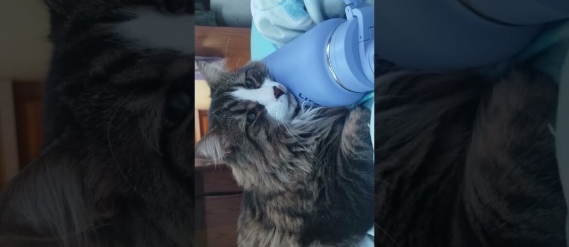 #coonie #missing #missingcat #goldenvalley #arizona #dolansprings #taken #164daysmissing