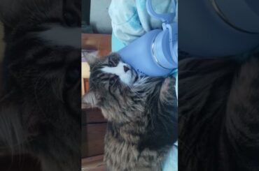 #coonie #missing #missingcat #goldenvalley #arizona #dolansprings #taken #164daysmissing