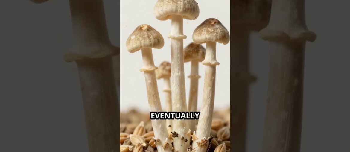 The Town That Was Poisoned by Its Own Wine #history #untoldmysteries #facts