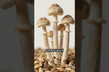 The Town That Was Poisoned by Its Own Wine #history #untoldmysteries #facts