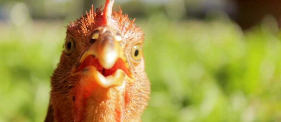 Why Bresse Chicken Rules France #BresseChicken #FrenchCuisine #Gastronomy #Poultry #Shorts #Food