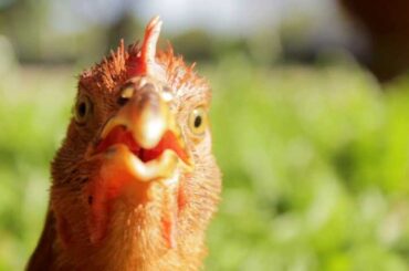 Why Bresse Chicken Rules France #BresseChicken #FrenchCuisine #Gastronomy #Poultry #Shorts #Food