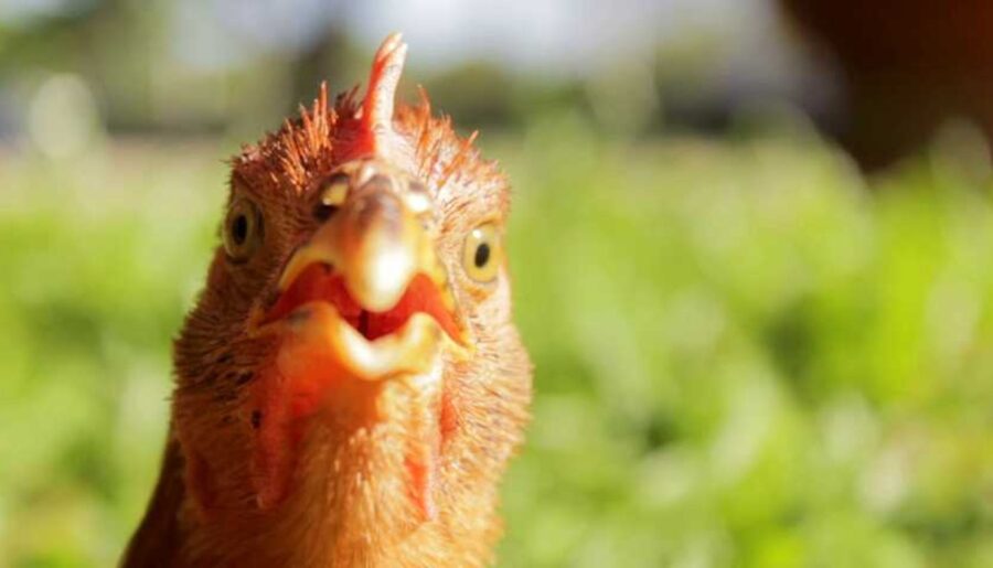 Why Bresse Chicken Rules France #BresseChicken #FrenchCuisine #Gastronomy #Poultry #Shorts #Food