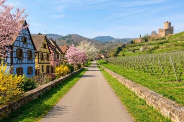 Picturesque Alsace by Bike 🚴 | Half-Timbered Villages & Vineyard Roads