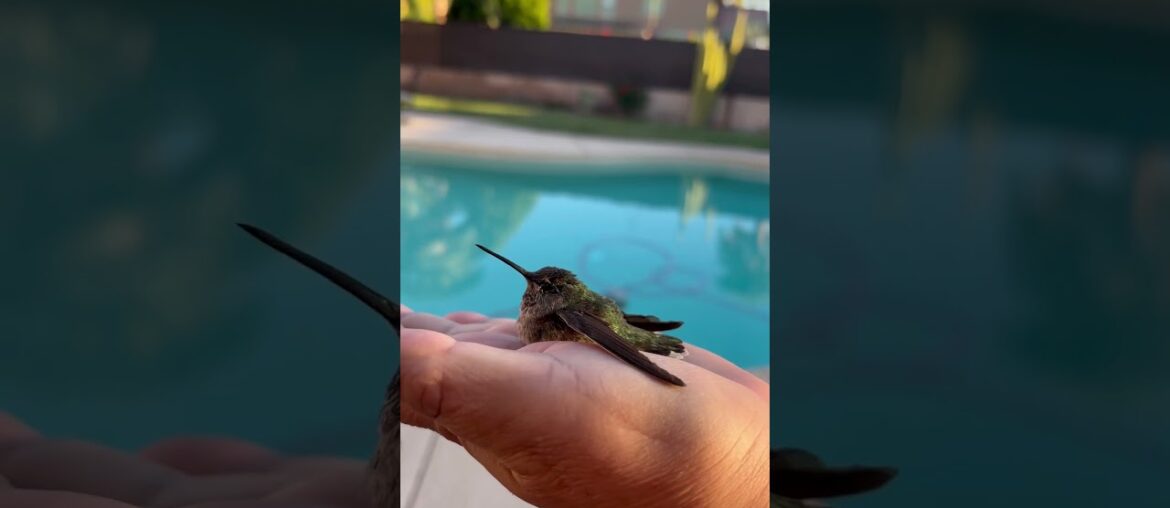 #hummingbird #birds #lasvegas #cute #sweet