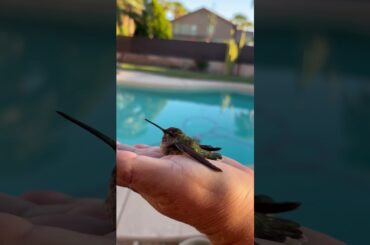 #hummingbird #birds #lasvegas #cute #sweet