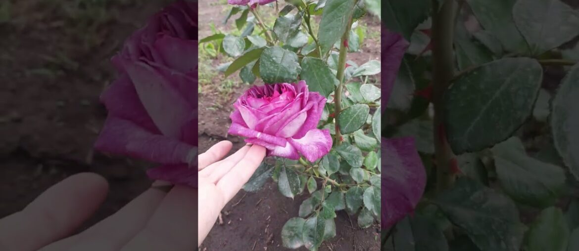 You found the dreamiest purple rose... ☁️✨ #ThierryMarx