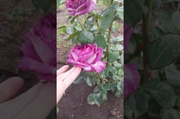 You found the dreamiest purple rose... ☁️✨ #ThierryMarx