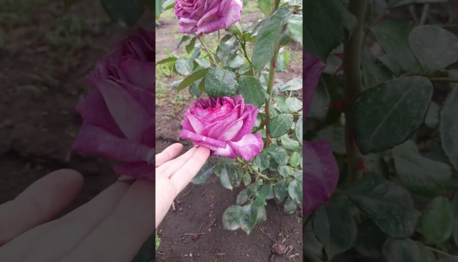 You found the dreamiest purple rose… ☁️✨ #ThierryMarx