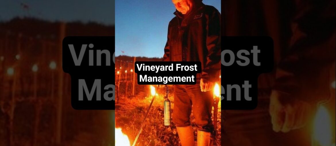 Vineyard Frost Management #wineeducation #frenchwine #vineyard
