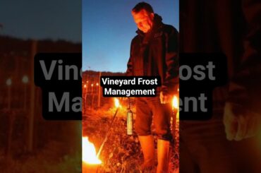 Vineyard Frost Management #wineeducation #frenchwine #vineyard