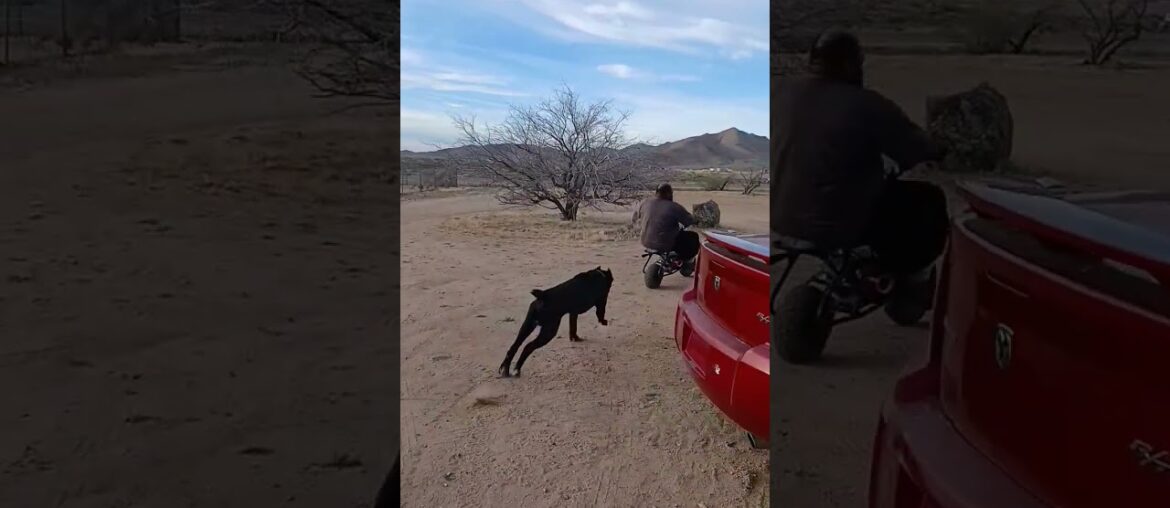 just a little tune up on the mini bike #flipper #minibike #rider #misterfixit
