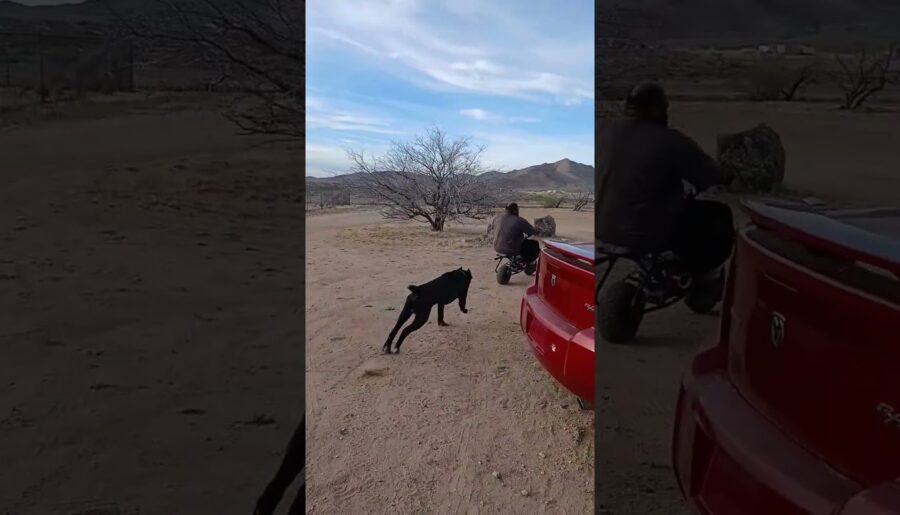 just a little tune up on the mini bike #flipper #minibike #rider #misterfixit