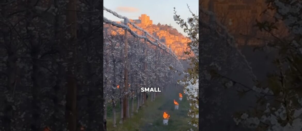 Why these farmers lighting their fields?