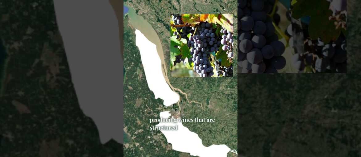 Why Bordeaux Wine Tastes So Unique 🍷