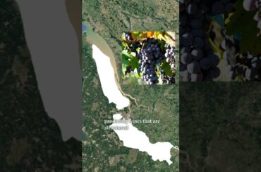 Why Bordeaux Wine Tastes So Unique 🍷