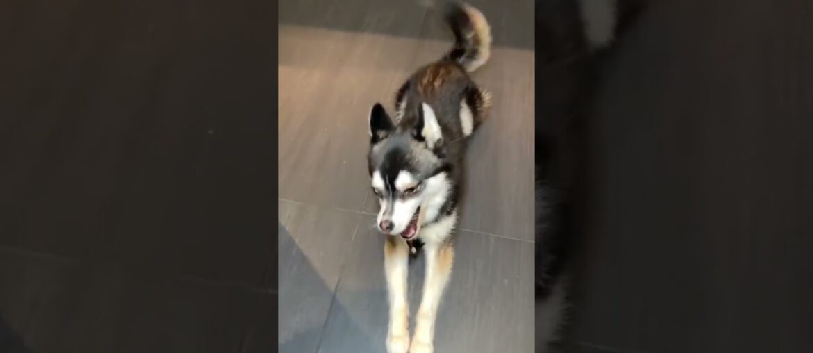 Côte de bœuf sauce poivre 🥩 #fyp #fypdong #foodies