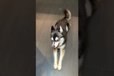 Côte de bœuf sauce poivre 🥩 #fyp #fypdong #foodies