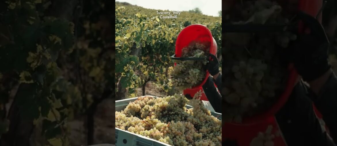 Castelfalfi — A 600-Year-Old Organic Winery in Tuscany Castelfalfi — A 600-Year-Old Organic Winery in Tuscany