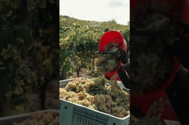 Castelfalfi — A 600-Year-Old Organic Winery in Tuscany