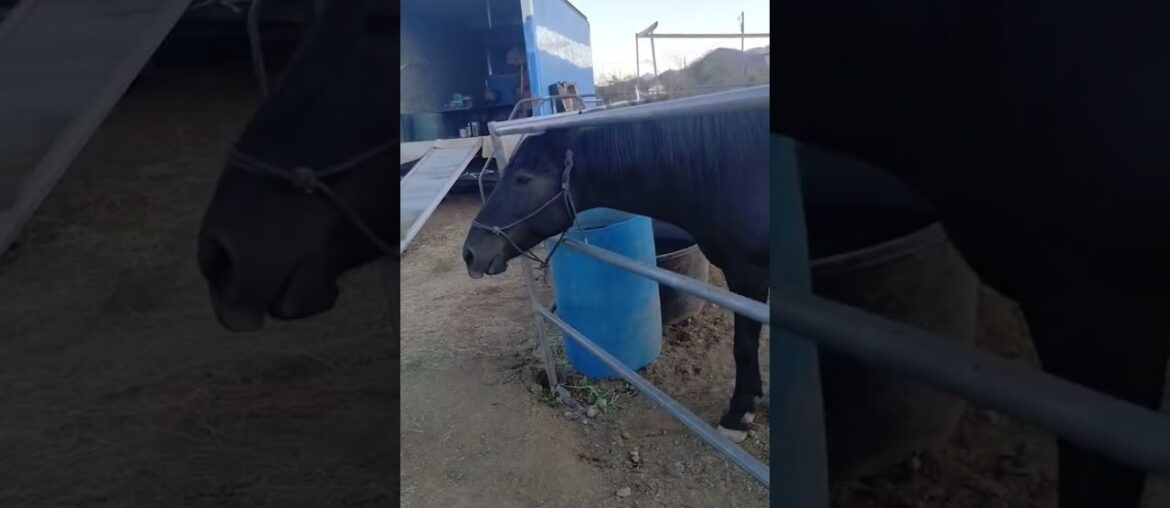 #horse #alfalfa #arizona #homestead #horsefeed #horsesofig 🐎 🐴 🎠 🏇