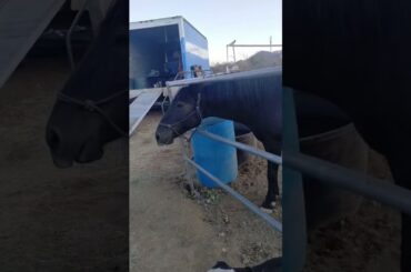 #horse #alfalfa #arizona #homestead #horsefeed #horsesofig 🐎 🐴 🎠 🏇