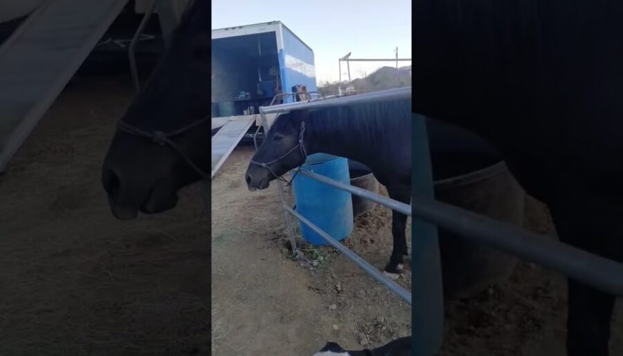#horse #alfalfa #arizona #homestead #horsefeed #horsesofig 🐎 🐴 🎠 🏇