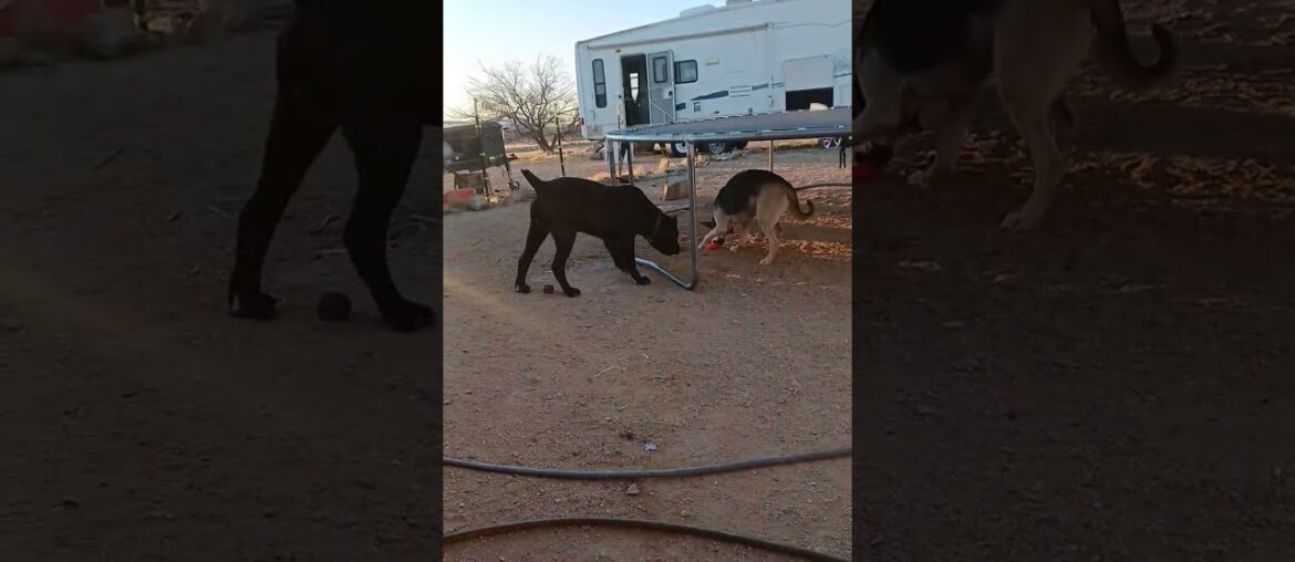 #canecorso #stud #Leakyboy #germanshepherd #LaniGirl #puppy #homestead #Ellie #canecorso #stud #Leakyboy #germanshepherd #LaniGirl #puppy #homestead #Ellie