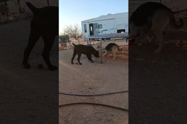 #canecorso #stud #Leakyboy #germanshepherd #LaniGirl #puppy #homestead #Ellie