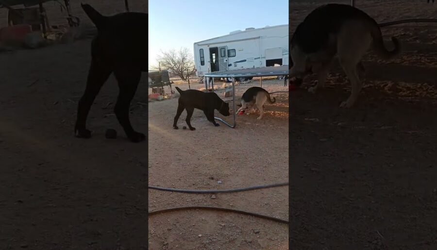 #canecorso #stud #Leakyboy #germanshepherd #LaniGirl #puppy #homestead #Ellie