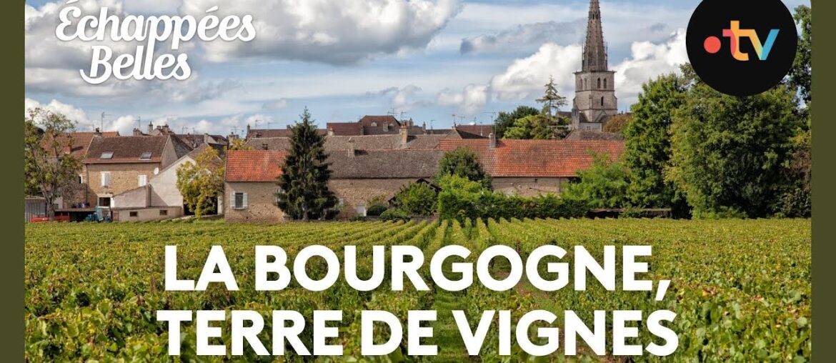 La Bourgogne, terre de vignes - Échappées belles