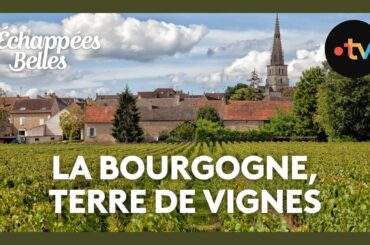 La Bourgogne, terre de vignes - Échappées belles