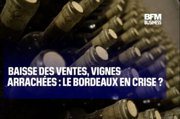 Baisse des ventes, vignes arrachées : le Bordeaux en crise ?