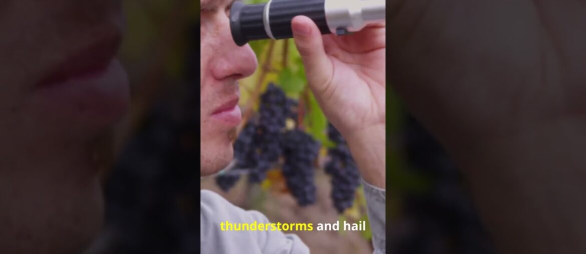 French Vineyards Ablaze! Extreme Frost Threatens to Decimate 2026 Vintage! 🍷 French Vineyards Ablaze! Extreme Frost Threatens to Decimate 2026 Vintage! 🍷