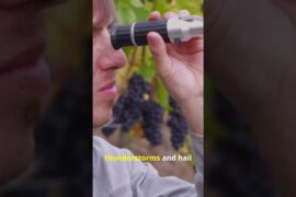 French Vineyards Ablaze! Extreme Frost Threatens to Decimate 2026 Vintage! 🍷