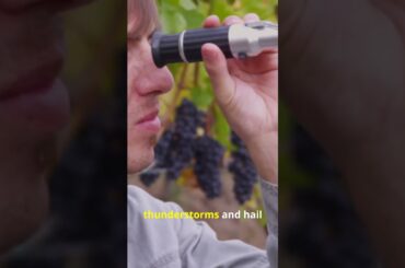 French Vineyards Ablaze! Extreme Frost Threatens to Decimate 2026 Vintage! 🍷