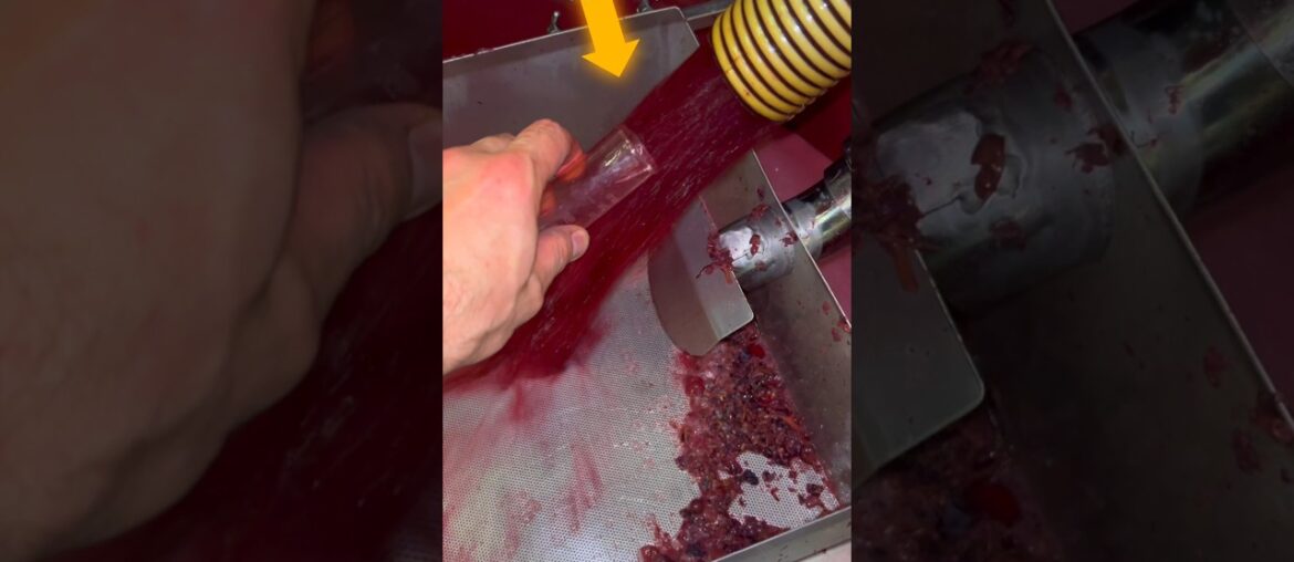 Why French Oak Barrels Are Used to Make Expensive Wine🪵 #shorts #oakwood
