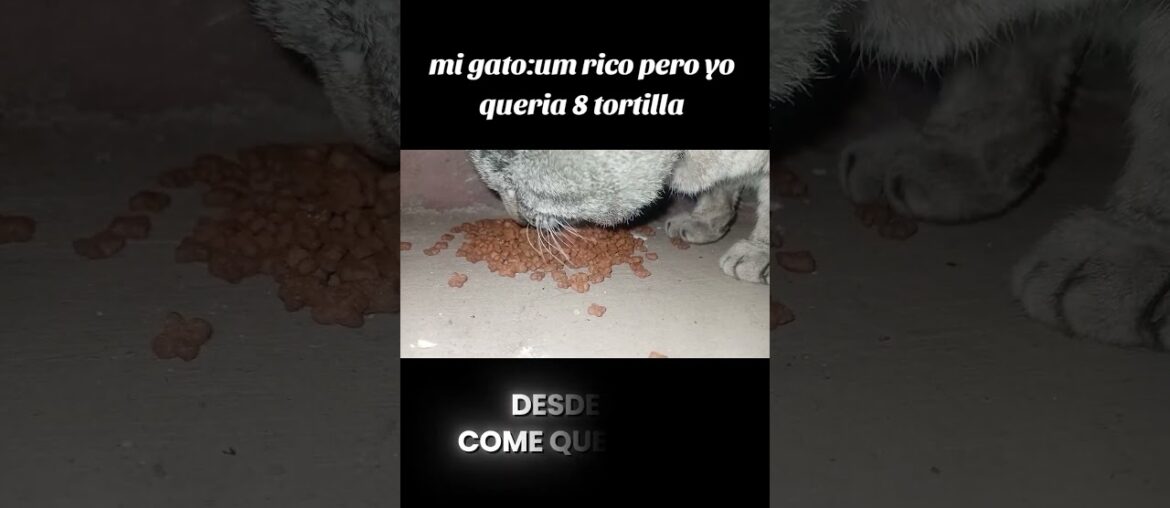 nomas su comida gourmet #humor #gatos