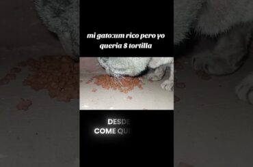 nomas su comida gourmet #humor #gatos
