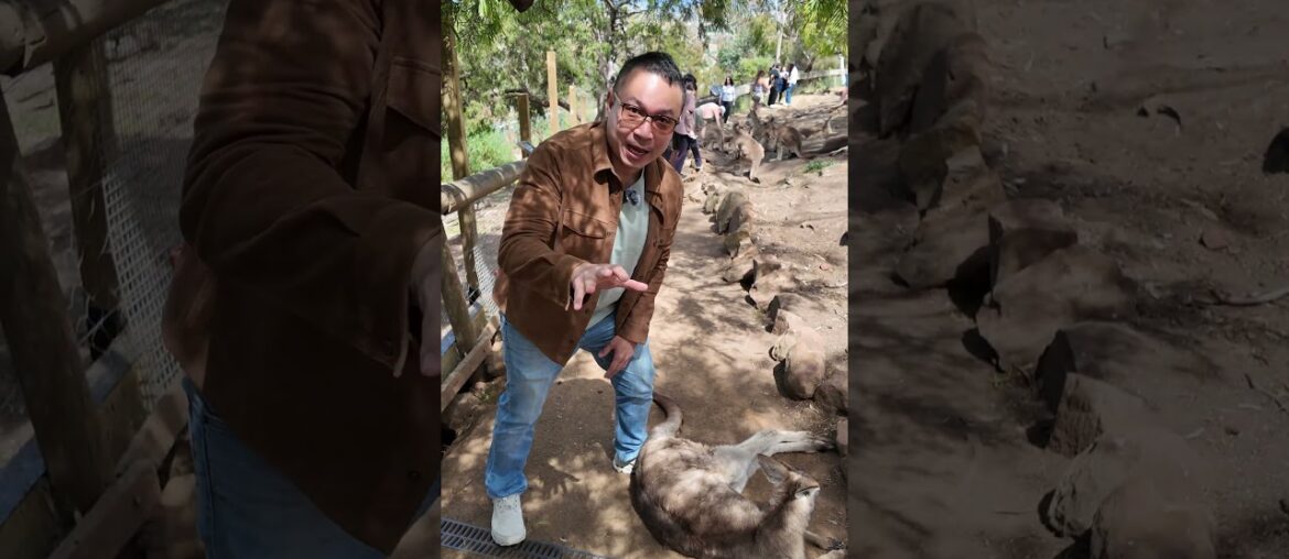Bonorong Sanctuary, Tasmania - ใครบอกว่าจิงโจ้ดุต้องดูคลิปนี้/ Kangaroo Life