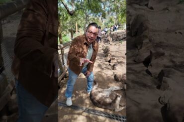 Bonorong Sanctuary, Tasmania - ใครบอกว่าจิงโจ้ดุต้องดูคลิปนี้/ Kangaroo Life