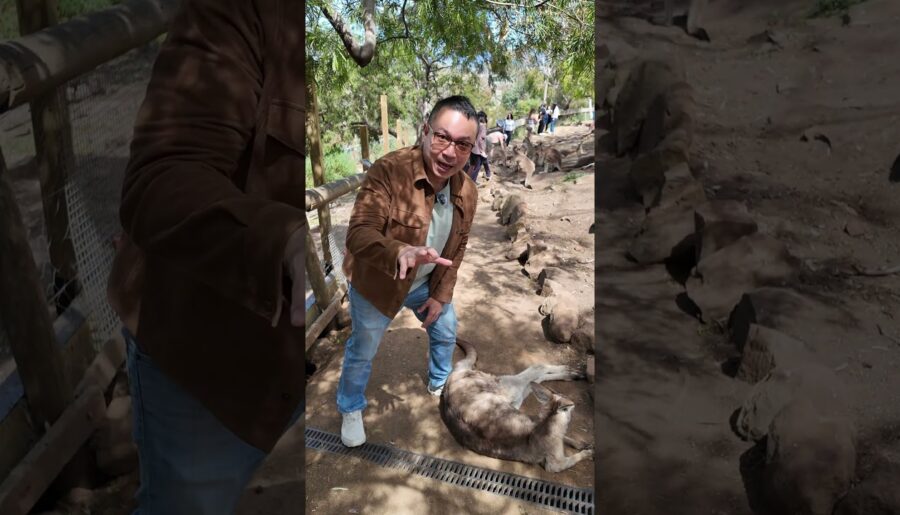 Bonorong Sanctuary, Tasmania – ใครบอกว่าจิงโจ้ดุต้องดูคลิปนี้/ Kangaroo Life