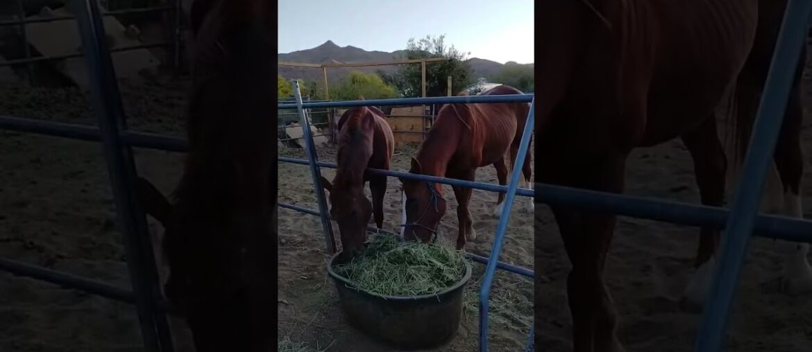 #horses #alfalfa #hay #blackbeauty