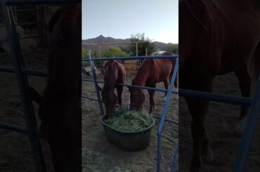 #horses #alfalfa #hay #blackbeauty